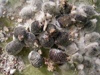 cochineal-beetle.jpg cochineal-beetle.jpg