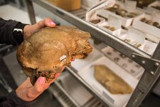 092518-nhmu-camel-01.jpg