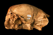 092518_nhmu_camel_04.jpg