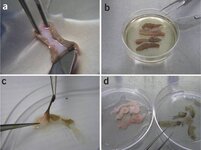 eskin-Cut-and-Peeled-For-Research-To-Isolate-Cells.jpg eskin-Cut-and-Peeled-For-Research-To-Isolate-Cells.jpg