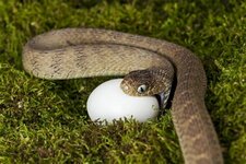 snake eats bird.jpg snake eats bird.jpg