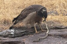 eagle eats snake 2.jpg eagle eats snake 2.jpg