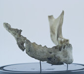 phossyjaw.jpg