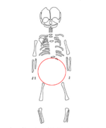 clue_Hambleden baby remaining skeleton.png