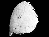 Canid gnawed parietal -034.jpg