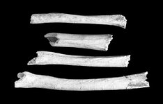 Gnawed human bones -035.jpg