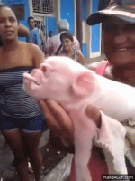 human-pig-hybrid-cuba-jan-5-2016.gif