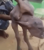 cow-human-hybrid-water-buffalo-cropped.gif