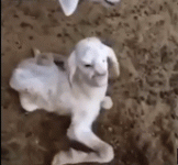 sheep-human-hybrid-172-160-811.gif