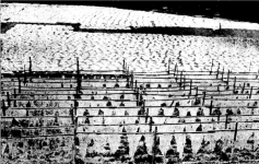 parchment_drying_in_havant_tenter_field.png parchment_drying_in_havant_tenter_field.png