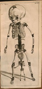230px-KerckringSpicilegium1.jpg