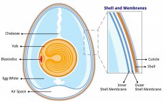 egg.anatomy.jpg