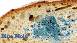 00-blue-mold.jpg 00-blue-mold.jpg