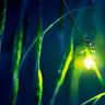 Firefly