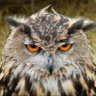 Grumpy Owl