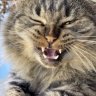 Catgod