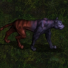 bengalaas