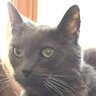 Catbert