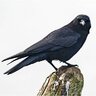 Crow
