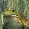 Djturtle