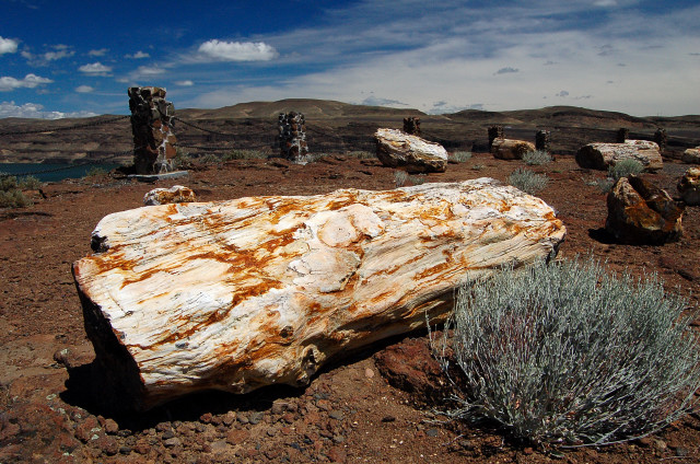 ginkgo-petrified-forest-gingko (1).jpg ginkgo-petrified-forest-gingko (1).jpg