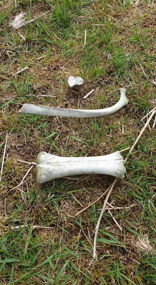 bones.jpg