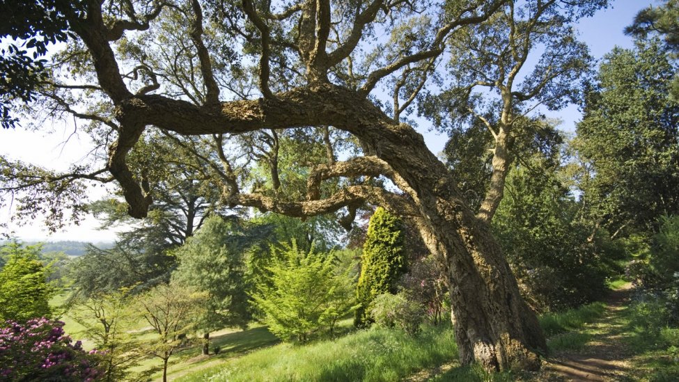 killerton.jpg