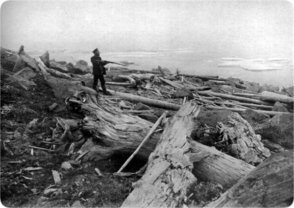 30 mammoths-fossil_forest_new_siberian_islands.jpg