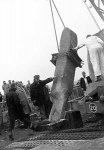 P51949.jpg