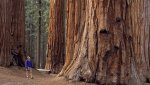 redwood_ca_1.jpg redwood_ca_1.jpg