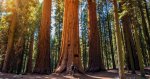 redwood_ca_2.jpg redwood_ca_2.jpg