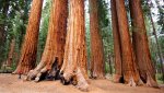 redwood_ca_3.jpg redwood_ca_3.jpg