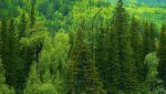 new_siberia_3.jpg new_siberia_3.jpg