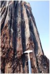 stump_prehistoric_6.jpg stump_prehistoric_6.jpg