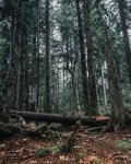 snoqualmie-washington_2.jpg snoqualmie-washington_2.jpg