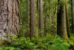 Mount+Rainier+National+Park_douglas_Fur_4.jpg Mount+Rainier+National+Park_douglas_Fur_4.jpg