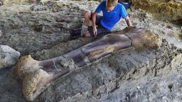 sauropod_bone-625x352.jpg sauropod_bone-625x352.jpg