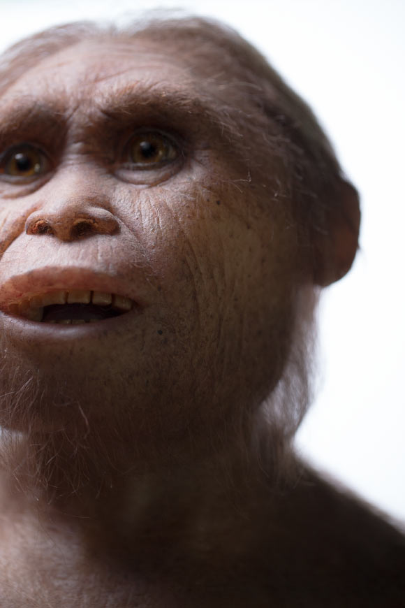 image_3943-Homo-floresiensis.jpg image_3943-Homo-floresiensis.jpg