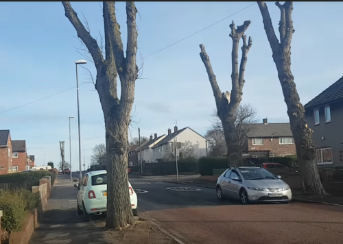 trees2.png