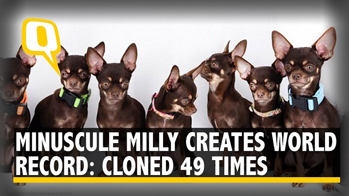 dog_49.jpg