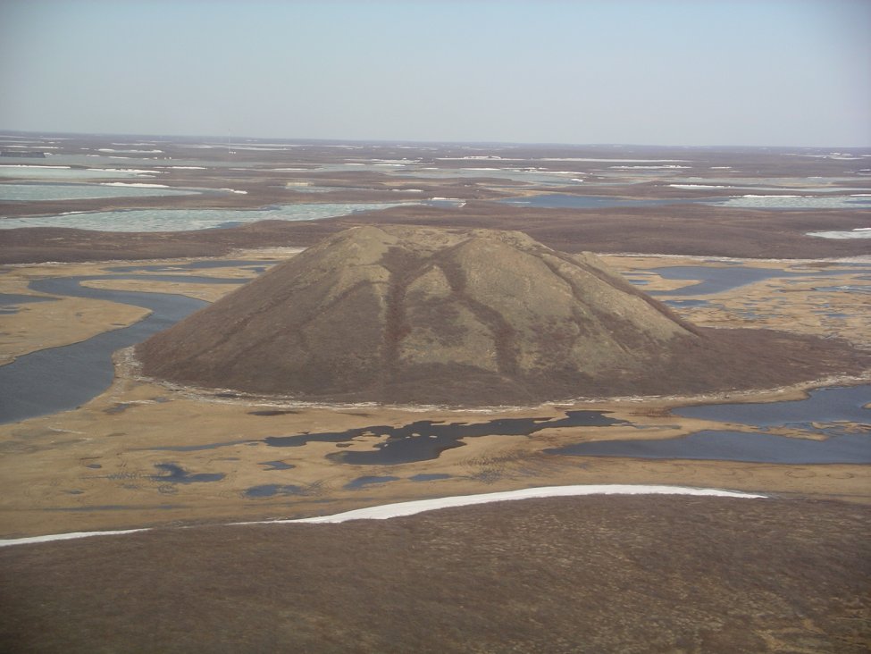 pingo 1.jpg
