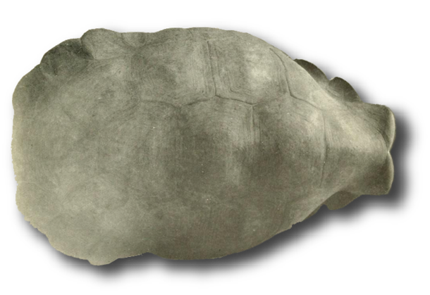 saddle_back.png