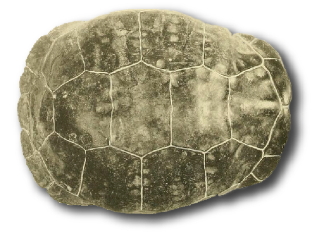 dome-tortoise.png