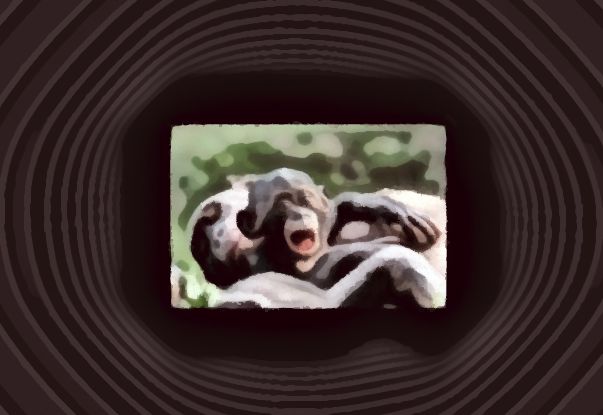 bonobo eden.jpg