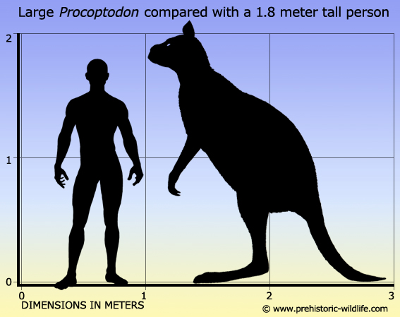 procoptodon-Giant Kangeroo.jpg