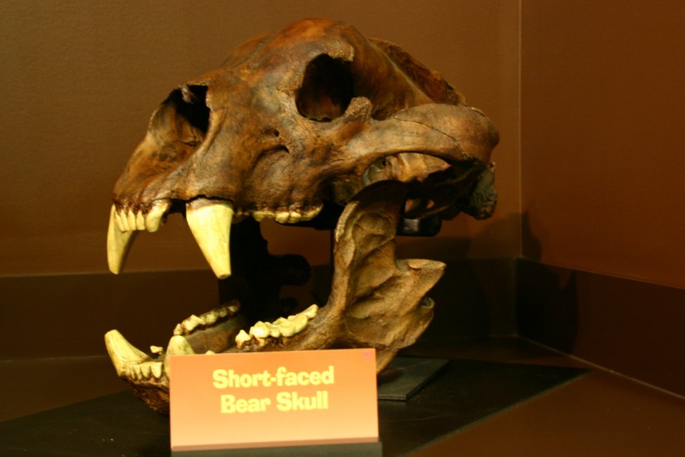 Arctodus_skull on own.jpg