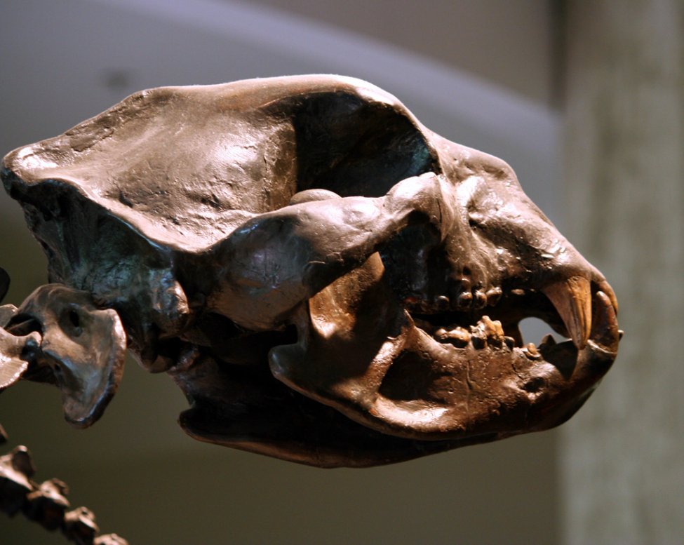 Arctodus_simus_skull.jpg