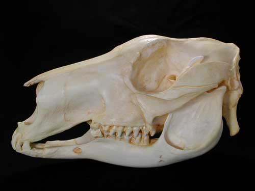 Red Roo Skull.jpg