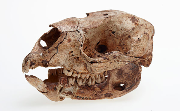 Giant Roo skull 2.jpg