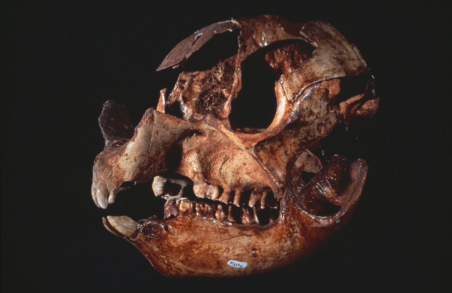 Giant Procoptodon.jpg